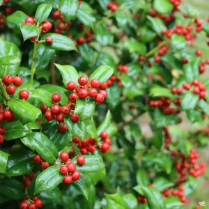 Burford Holly