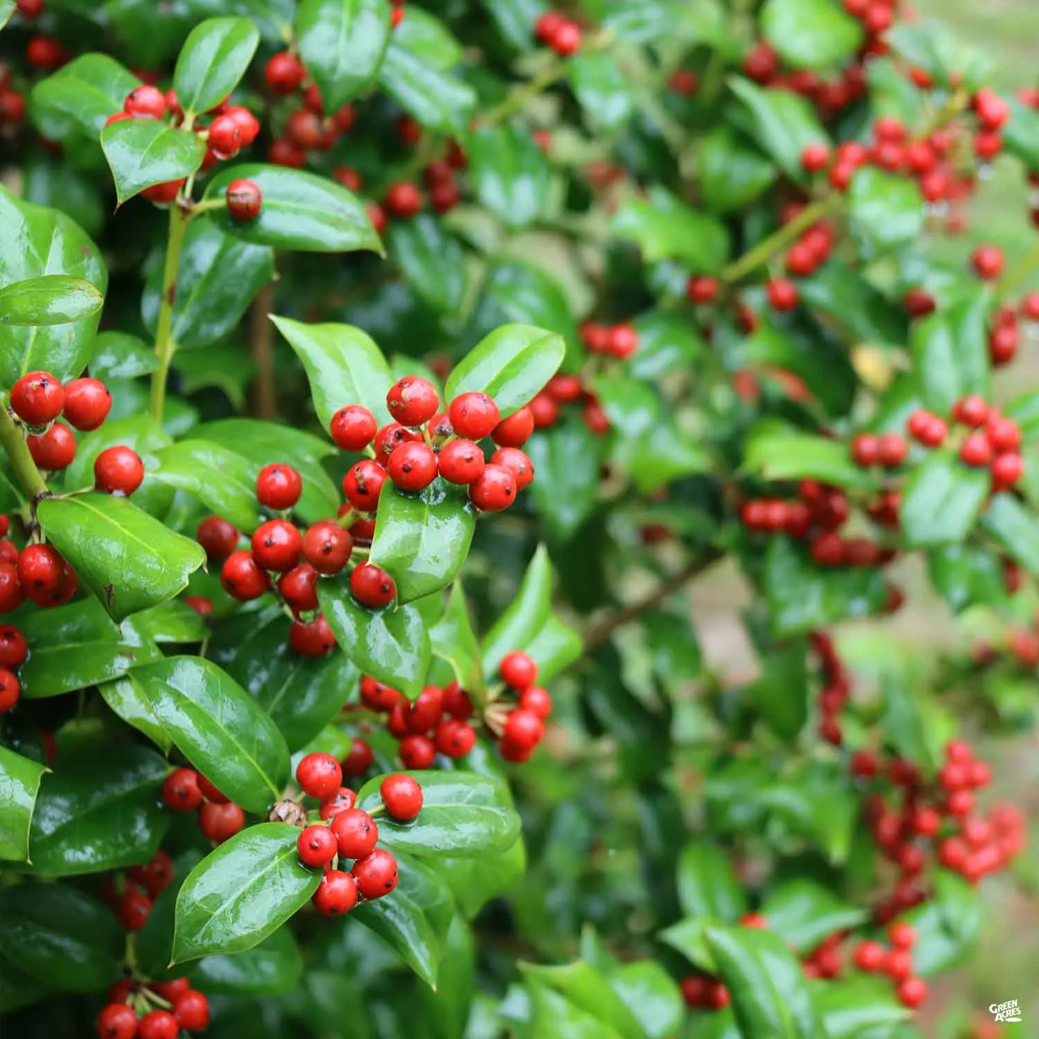 Burford Holly