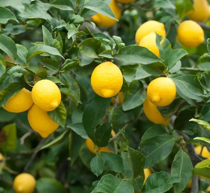 Citrus Lemon Spain “Lemon Tree” 1.0m-2.0m شجرة ليمون