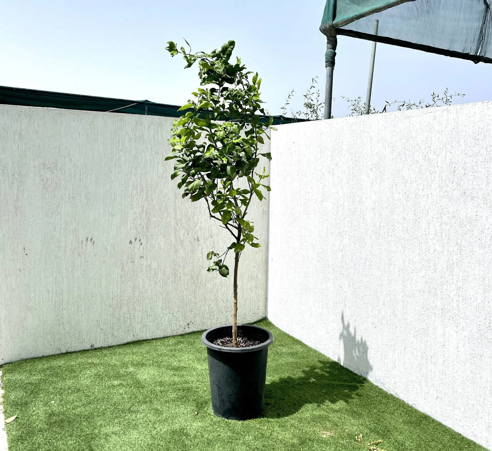 Citrus Lemon Spain “Lemon Tree” 1.0m-2.0m شجرة ليمون