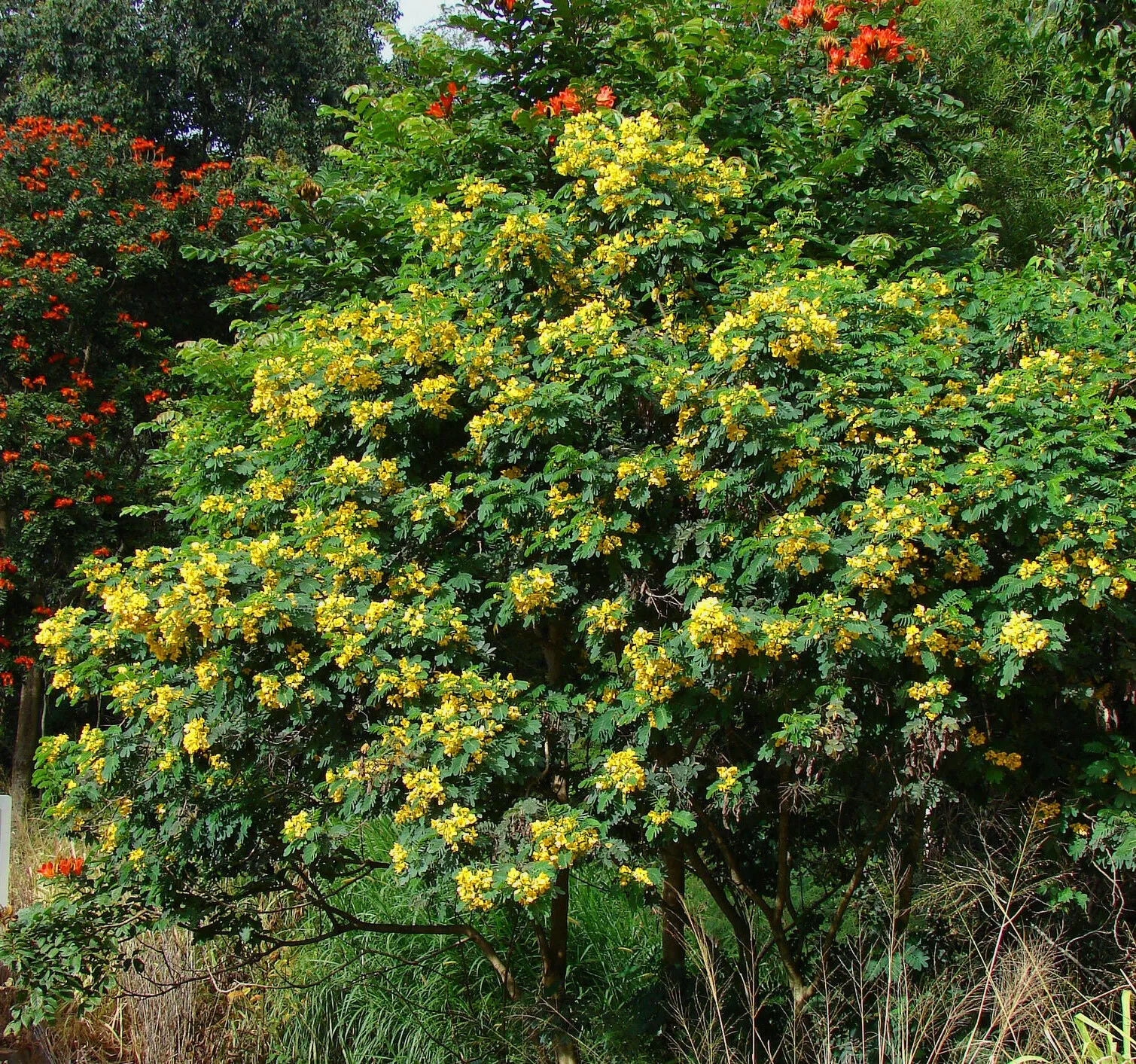 Golden Cassia Senna surattensis 50 Seeds  USA Company