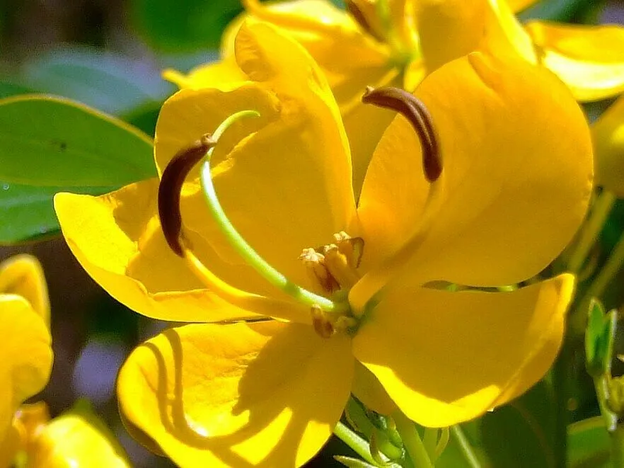 Golden Cassia Senna surattensis 50 Seeds  USA Company