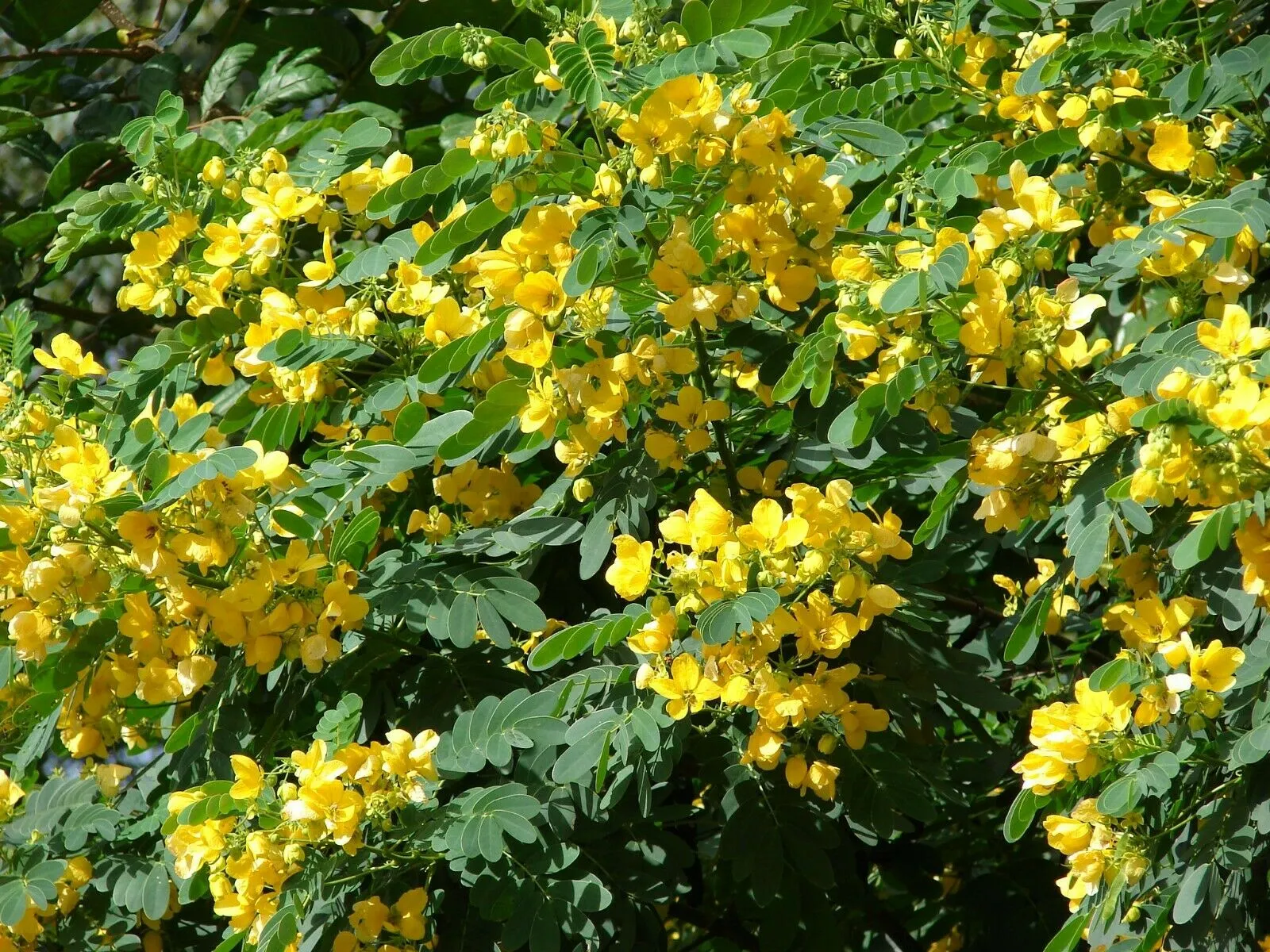 Golden Cassia Senna surattensis 50 Seeds  USA Company