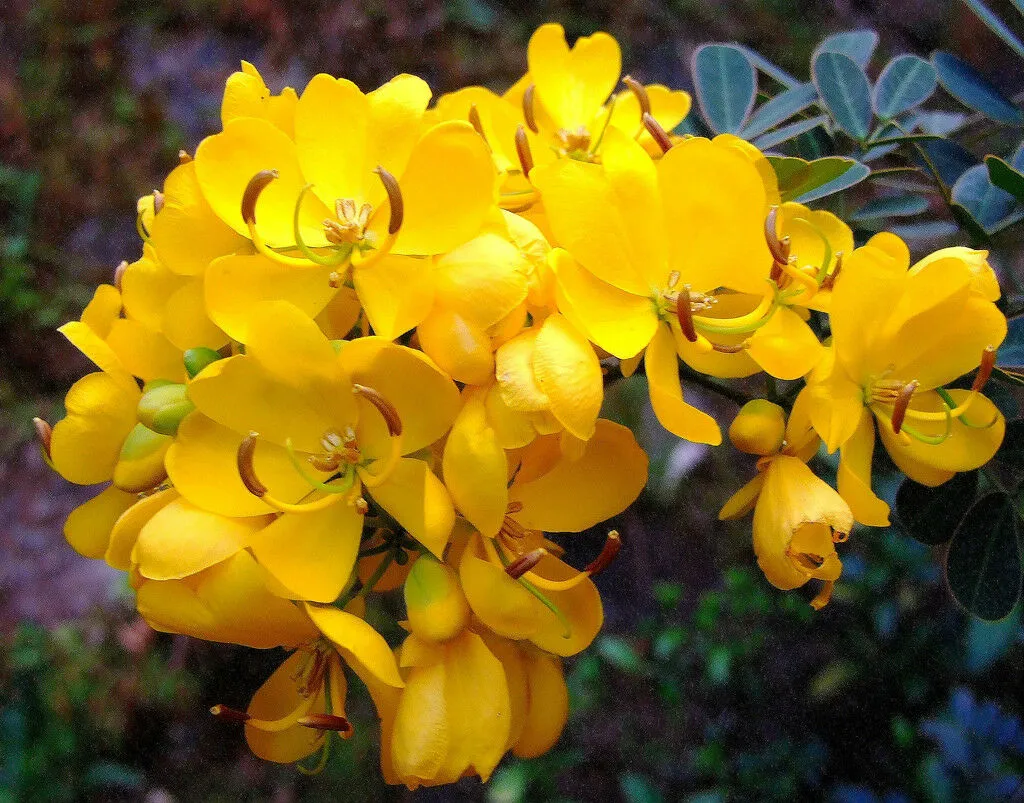 Golden Cassia Senna surattensis 50 Seeds  USA Company