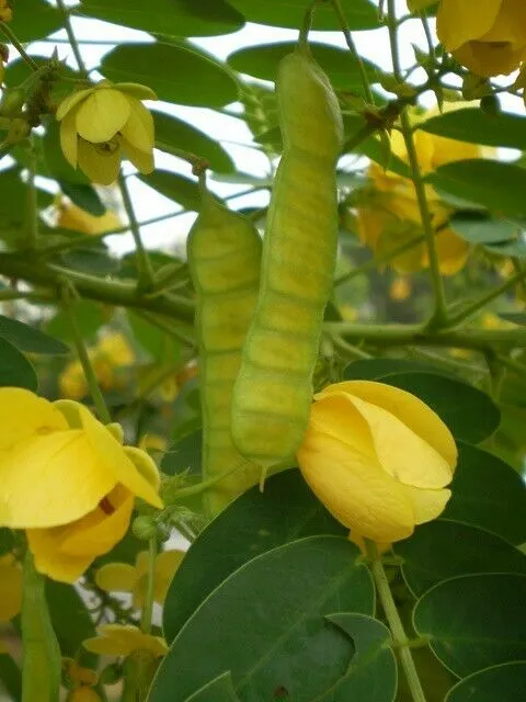 Golden Cassia Senna surattensis 50 Seeds  USA Company