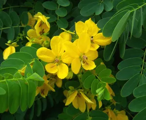 Golden Cassia Senna surattensis 50 Seeds  USA Company