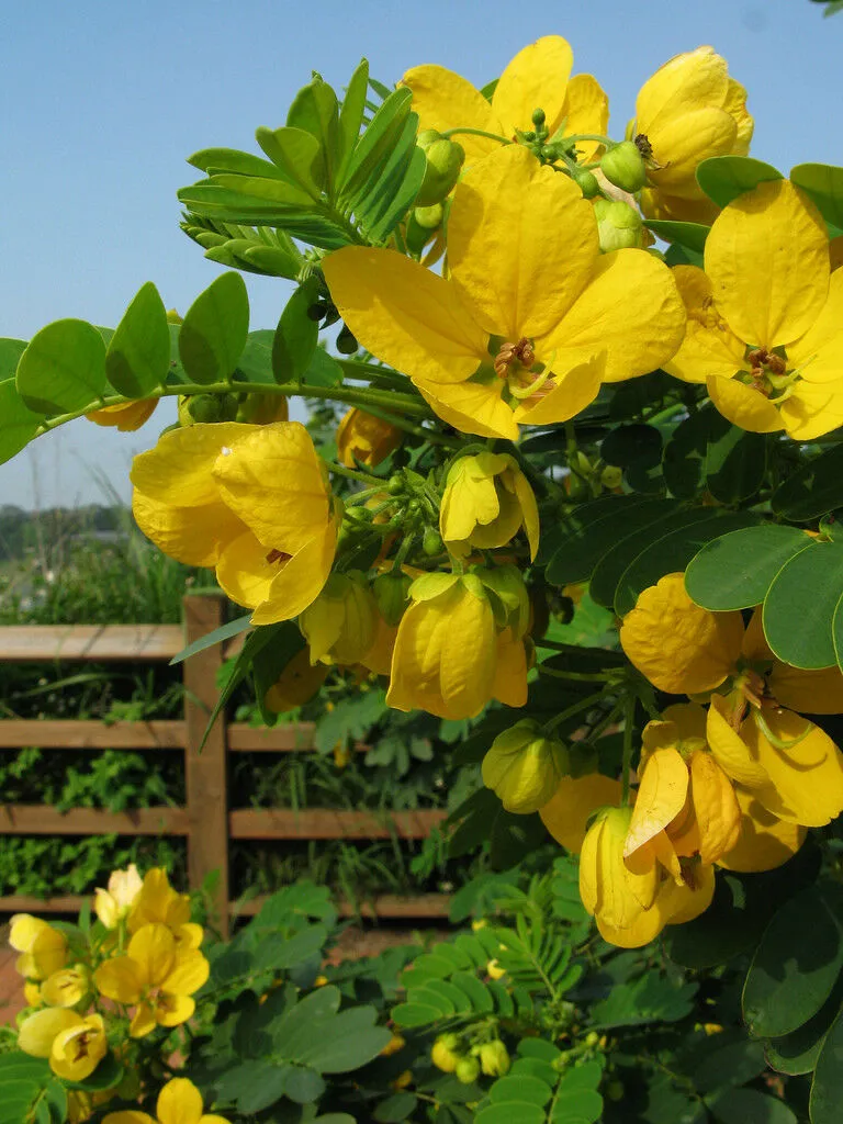 Golden Cassia Senna surattensis 50 Seeds  USA Company