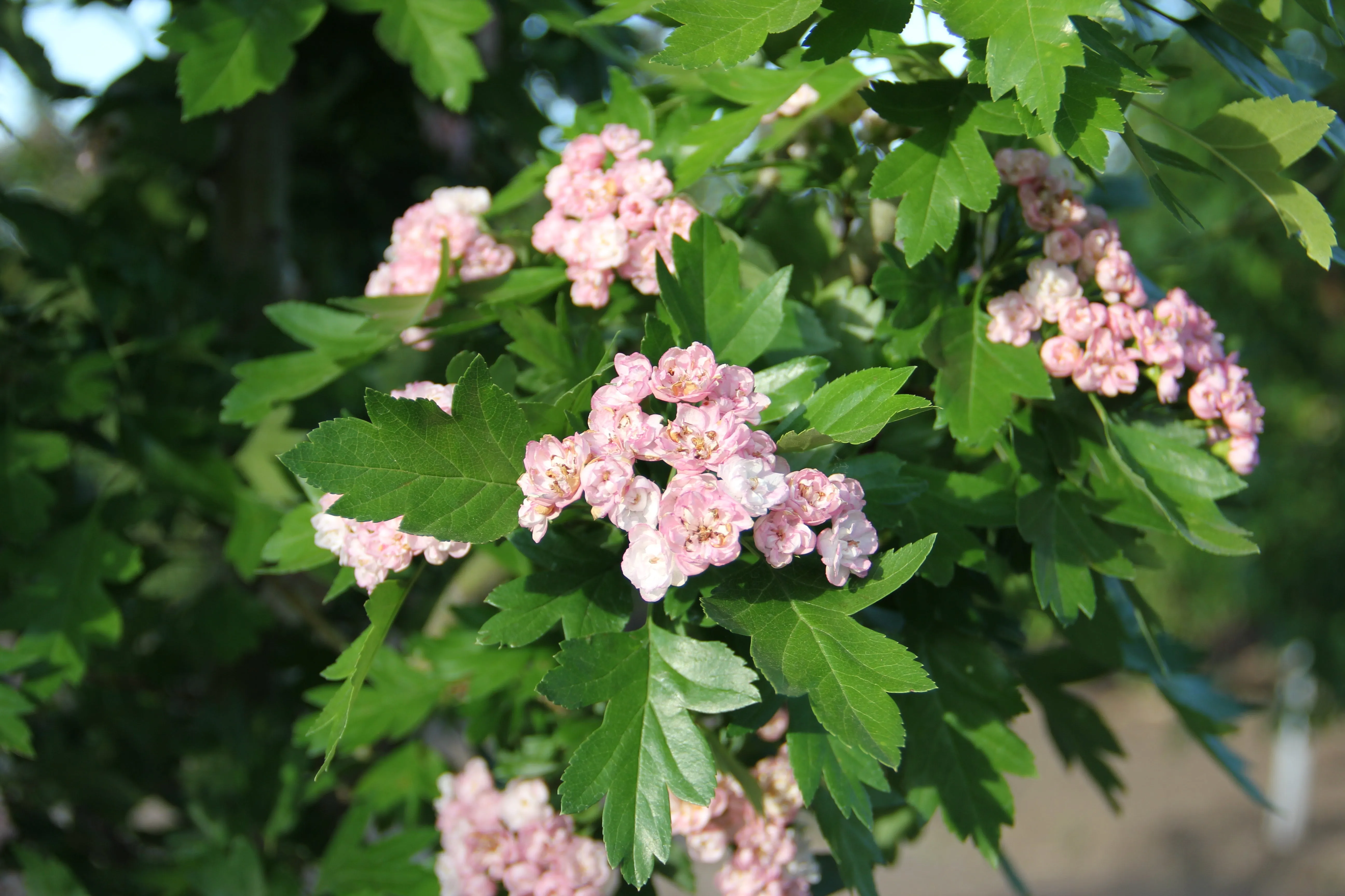 Hawthorn:  'Toba' (Bl)