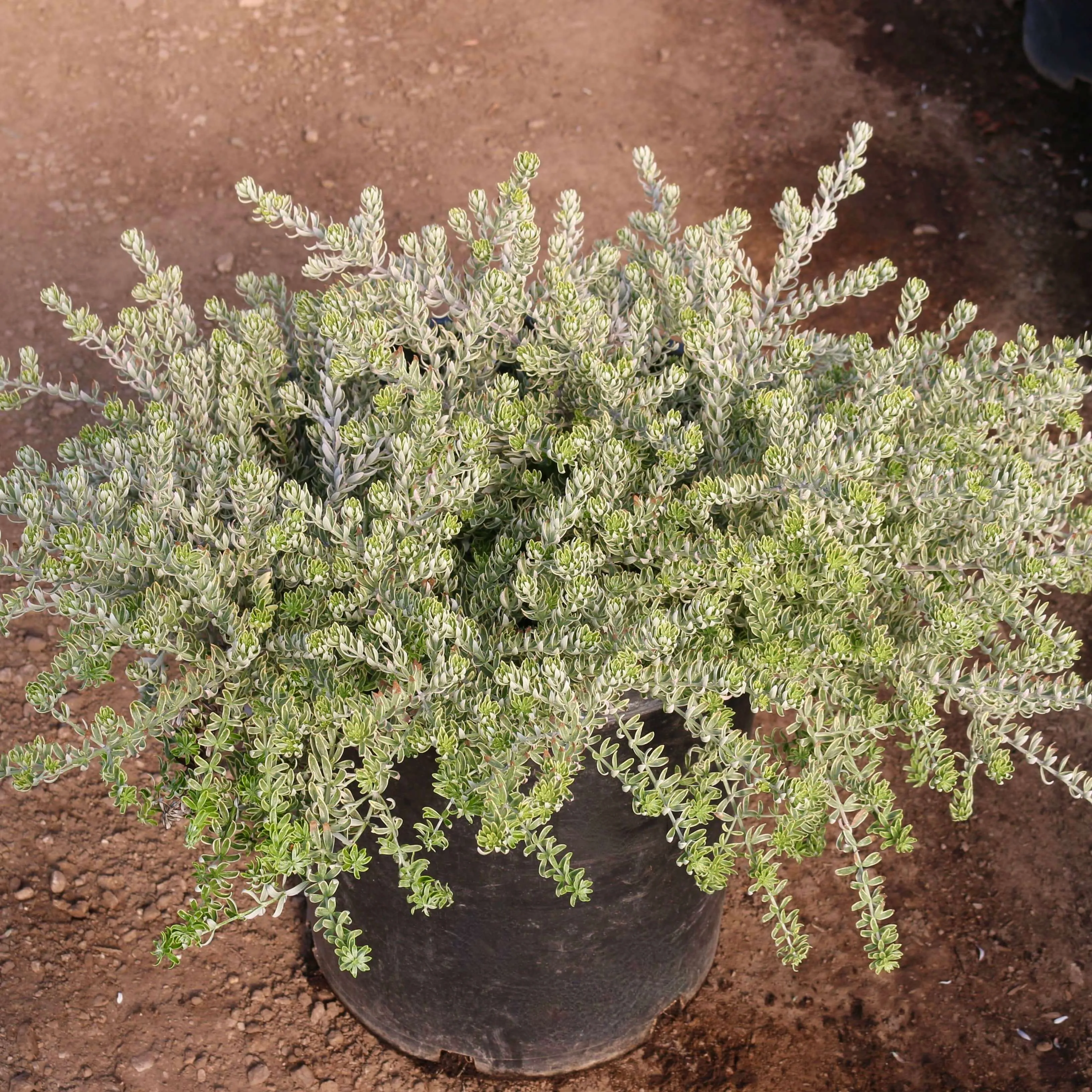 Morning Light Variegated Westringia