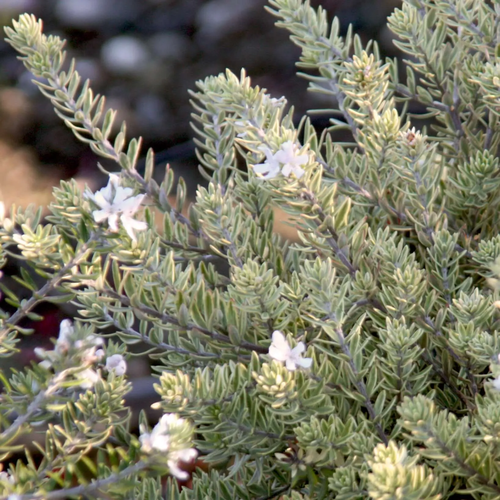 Morning Light Variegated Westringia