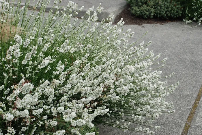 White Grosso Lavender ‘Alba’