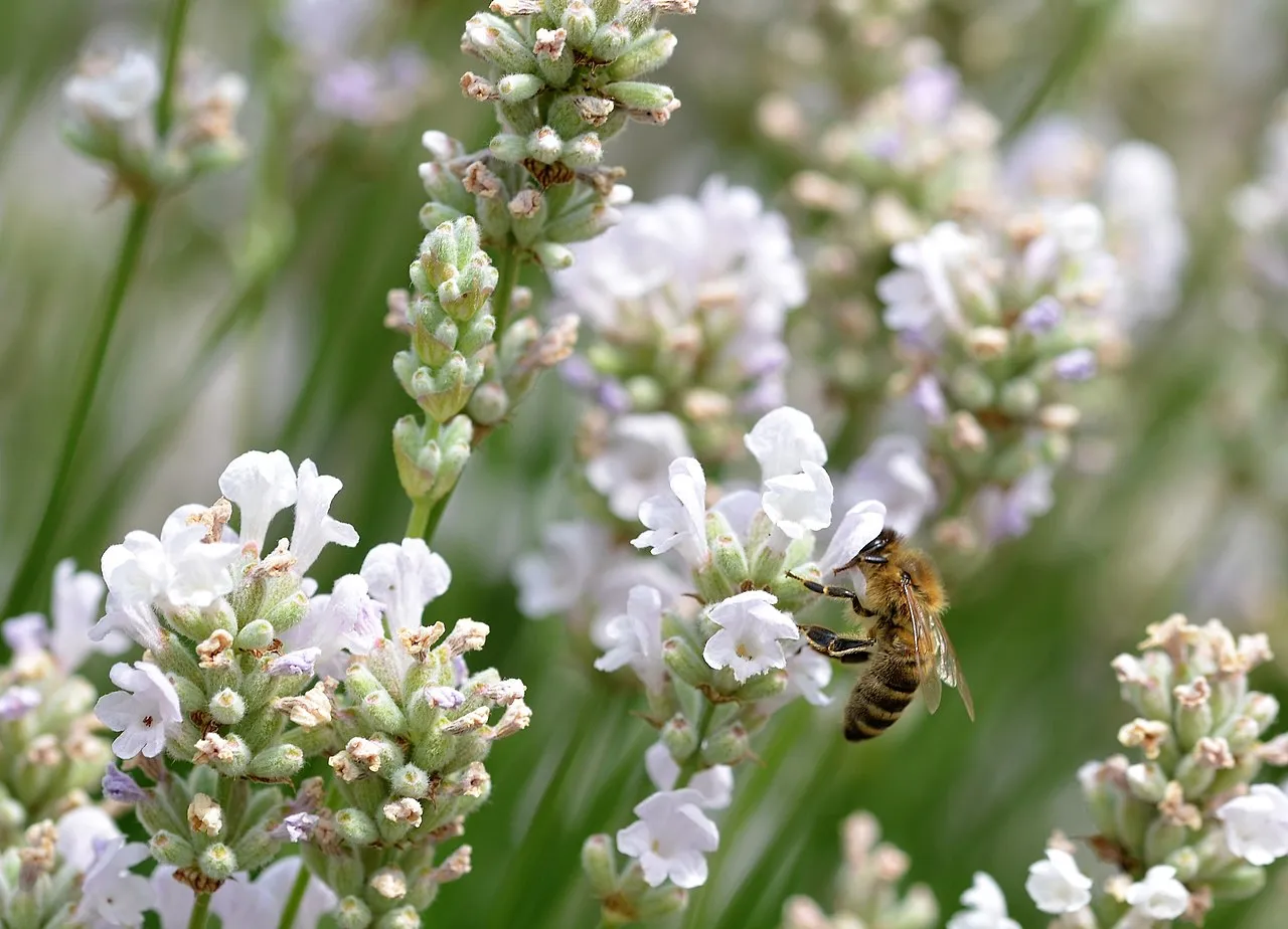 White Grosso Lavender ‘Alba’