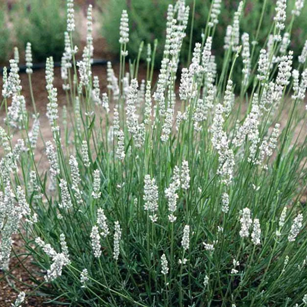 White Grosso Lavender ‘Alba’